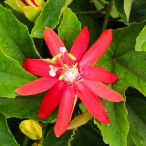 Red Passion Flower Plant - 5-7'' Tall - Exotic Flowering Vine