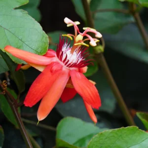 Red Passion Flower Plant - 5-7'' Tall - Exotic Flowering Vine