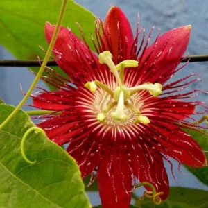 Red Passion Flower Vine - Fragrant Passiflora Plant 4-6 Inch