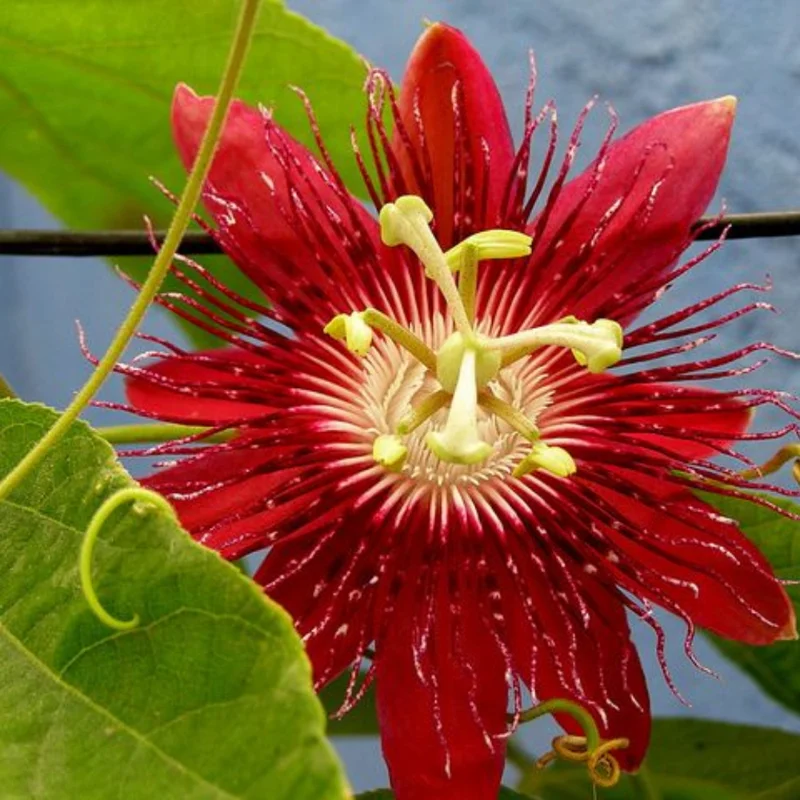 Red Passion Flower Vine - Fragrant Passiflora Plant 4-6 Inch