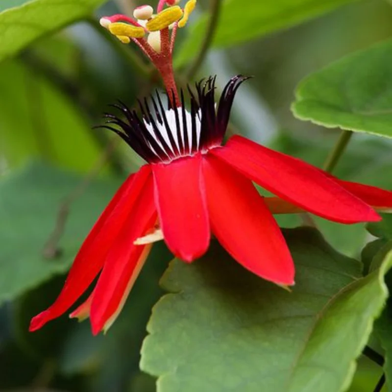 Red Passion Flower Vine - Fragrant Passiflora Plant 4-6 Inch