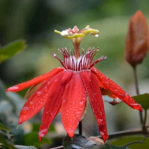 Red Passion Flower Vine - Fragrant Passiflora Plant 4-6 Inch