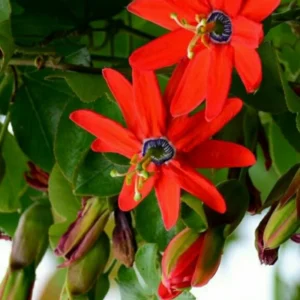 Red Passion Flower Vine - Fragrant Passiflora Plant 4-6 Inch