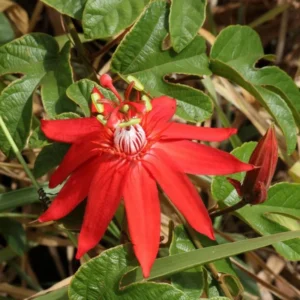 Red Passion Flower Vine - Fragrant Passiflora Plant 4-6 Inch
