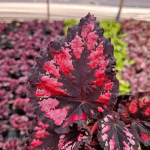 Red Robin Begonia Plant - Indoor Houseplant 4-7'' Tall - Vibrant Foliage