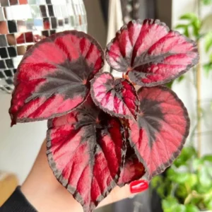 Red Robin Begonia Plant - Indoor Houseplant 4-7'' Tall - Vibrant Foliage