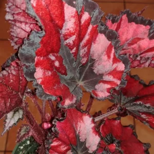 Red Robin Begonia Plant - Indoor Houseplant 4-7'' Tall - Vibrant Foliage