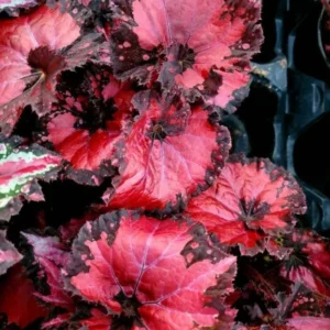 Red Robin Begonia Plant - Indoor Houseplant 4-7'' Tall - Vibrant Foliage