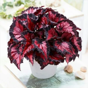 Red Robin Begonia Plant - Indoor Houseplant 4-7'' Tall - Vibrant Foliage