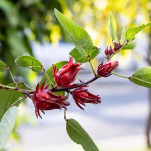 Red Roselle Live Plant - Hibiscus Sabdariffa - 5-7 Inch Tall Starter Plant