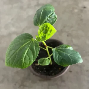 Red Roselle Live Plant - Hibiscus Sabdariffa - 5-7 Inch Tall Starter Plant