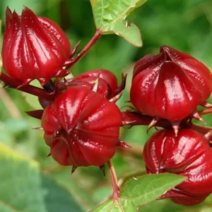 Red Roselle Live Plant - Hibiscus Sabdariffa - 5-7 Inch Tall Starter Plant