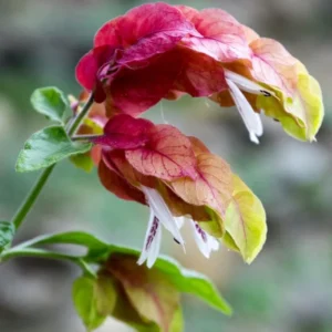 Red Shrimp Plant Live - Justica Brandegeana - 5-7'' Tall Flowering Plant