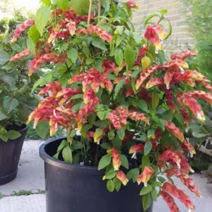 Red Shrimp Plant Live - Justica Brandegeana - 5-7'' Tall Flowering Plant