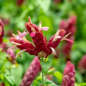 Red Shrimp Plant Live - Justica Brandegeana - 5-7'' Tall Flowering Plant