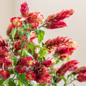 Red Shrimp Plant Live - Justica Brandegeana - 5-7'' Tall Flowering Plant