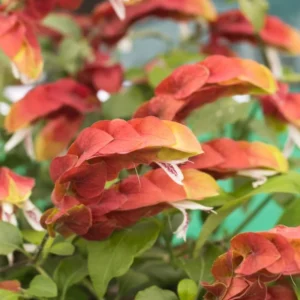 Red Shrimp Plant Live - Justica Brandegeana - 5-7'' Tall Flowering Plant