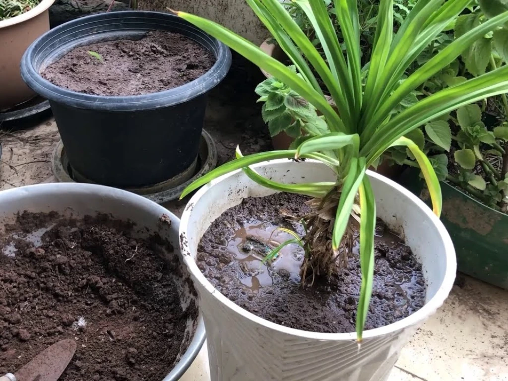 Repot a Pandan Plant