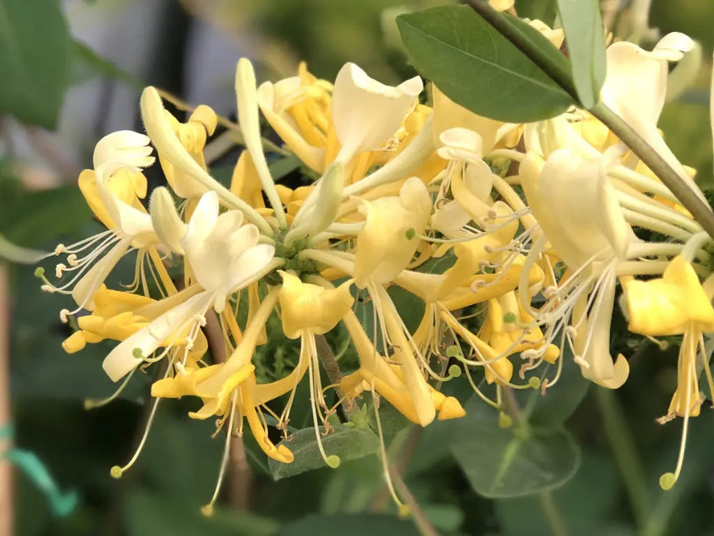 one of the most fragrant honeysuckle - Scentsation