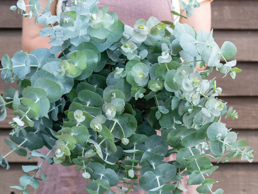 Silver Dollar Eucalyptus