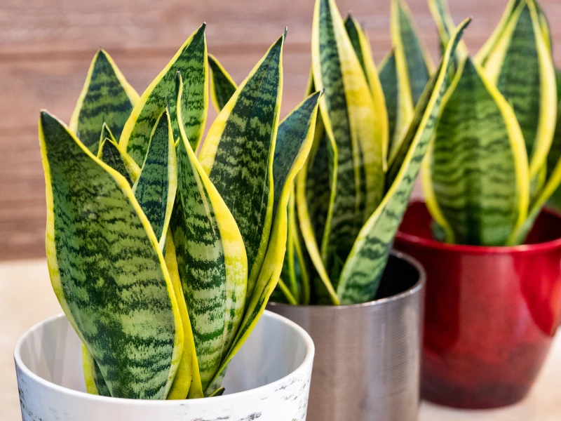 Snake Plant (Sansevieria Trifasciata)