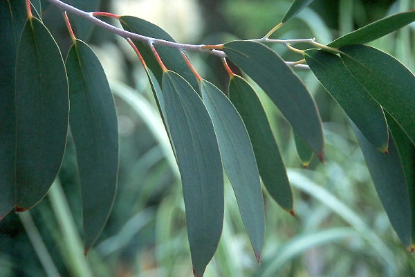 Snow Gum (Eucalyptus pauciflora)