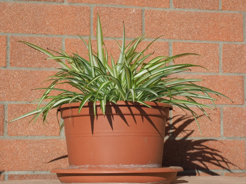 Spider Plant (Chlorophytum comosum)