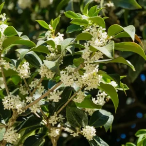 Sweet Olive Osmanthus Plant - Fragrant Tea Rooted Plant 4-6 Inch