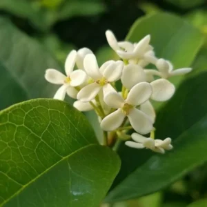 Sweet Olive Osmanthus Plant - Fragrant Tea Rooted Plant 4-6 Inch