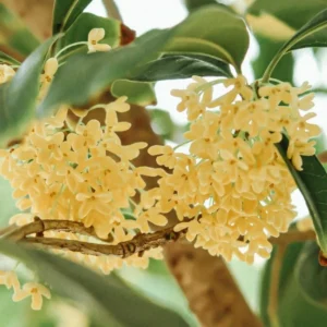 Sweet Olive Osmanthus Plant - Fragrant Tea Rooted Plant 4-6 Inch