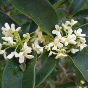 Sweet Olive Osmanthus Plant - Fragrant Tea Rooted Plant 4-6 Inch