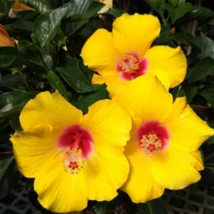 Tequila Hibiscus Plant Live Hardy Hibiscus Flower 5-9'' Tall