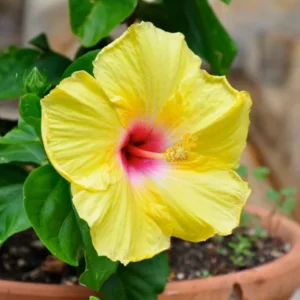 Tequila Hibiscus Plant Live Hardy Hibiscus Flower 5-9'' Tall