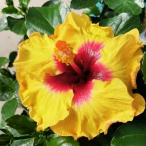 Tequila Hibiscus Plant Live Hardy Hibiscus Flower 5-9'' Tall
