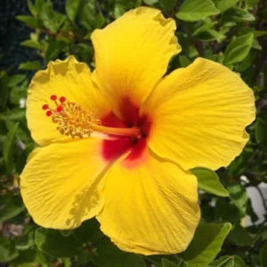 Tequila Hibiscus Plant Live Hardy Hibiscus Flower 5-9'' Tall