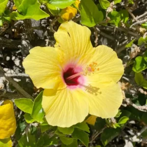 Tequila Hibiscus Plant Live Hardy Hibiscus Flower 5-9'' Tall