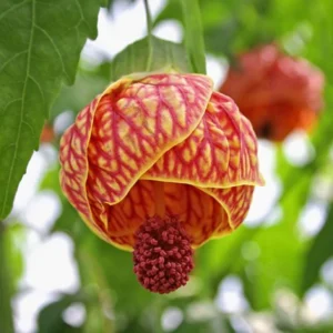 Tiger Eye Abutilon Plant - Flowering Maple Rooted Plant 4-6 Inch