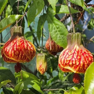 Tiger Eye Abutilon Plant - Flowering Maple Rooted Plant 4-6 Inch