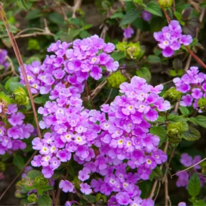 Trailing Lantana Live Plants - 3 Purple Plants, 4-6 Inch Size