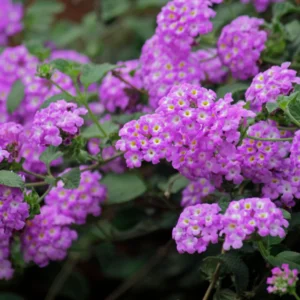 Trailing Lantana Live Plants - 3 Purple Plants, 4-6 Inch Size