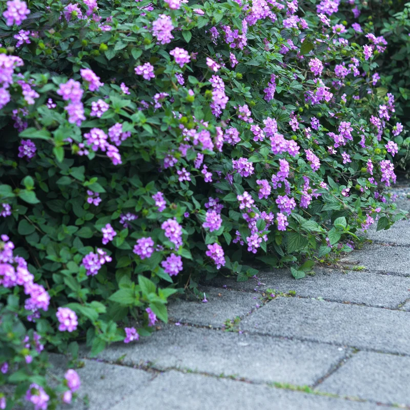 Trailing Lantana Live Plants - 3 Purple Plants, 4-6 Inch Size