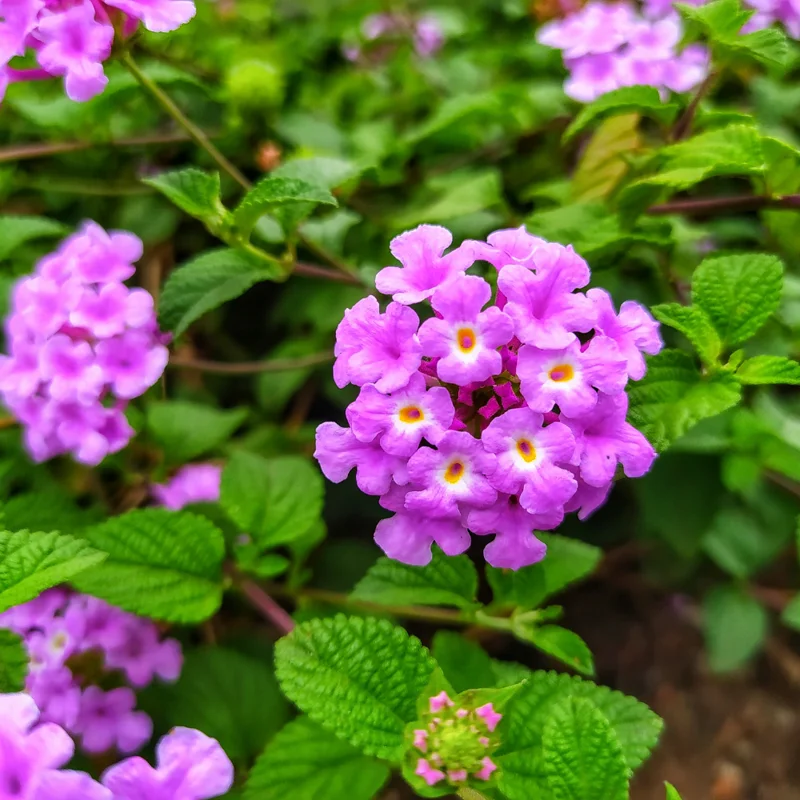 Trailing Lantana Live Plants - 3 Purple Plants, 4-6 Inch Size