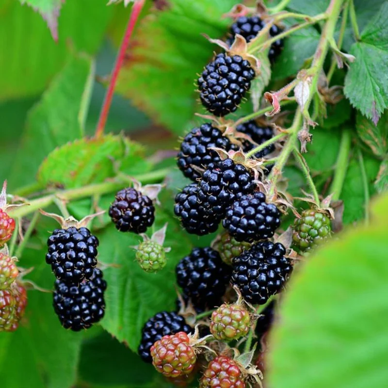 Triple Crown Blackberry Plants - 2 Thornless Plants - 4-6 Inch - Easy to Grow