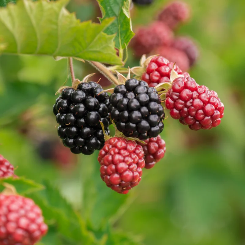 Triple Crown Blackberry Plants - 2 Thornless Plants - 4-6 Inch - Easy to Grow