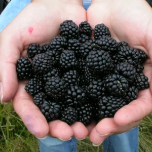 Triple Crown Blackberry Plants - 2 Thornless Plants - 4-6 Inch - Easy to Grow