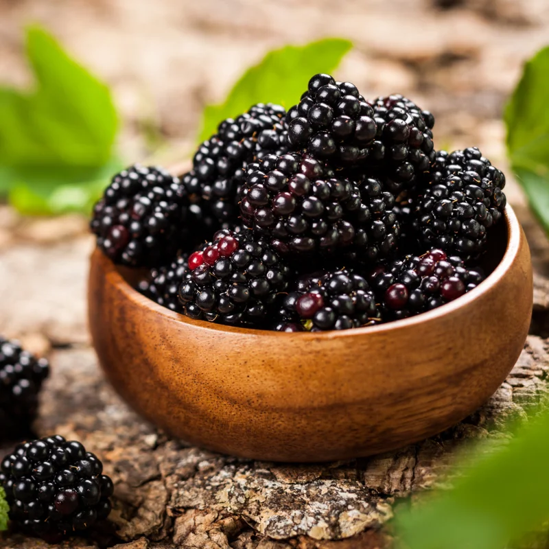 Triple Crown Blackberry Plants - 2 Thornless Plants - 4-6 Inch - Easy to Grow