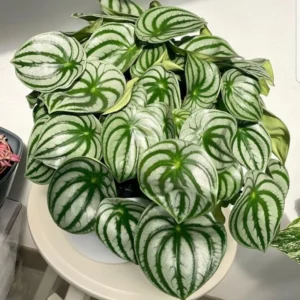 Watermelon Peperomia Plant - 4 Inch Potted Indoor Plant