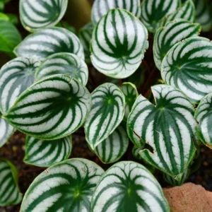 Watermelon Peperomia Plant - 4 Inch Potted Indoor Plant