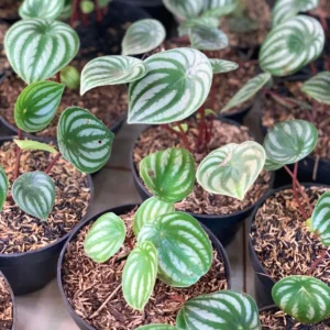 Watermelon Peperomia Plant - 4 Inch Potted Indoor Plant