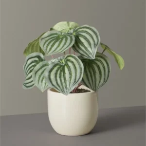 Watermelon Peperomia Plant - 4 Inch Potted Indoor Plant